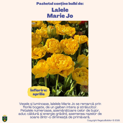 Colecția Lalele Royal – Mix 20 bulbi de lalele bătute, purpuriu și galben