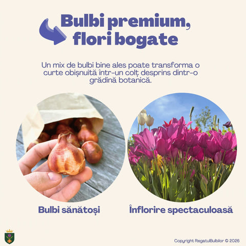 Colecția Lalele Multiflorale Pink Blossom – 10 bulbi de lalele Night Club, purpuriu