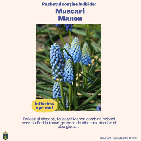 Colecția Muscari Azur – Mix 30 bulbi de Muscari, albastru, alb și violet