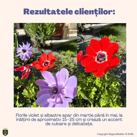 Colecția Anemone St. Brigid – Mix 30 bulbi de anemone