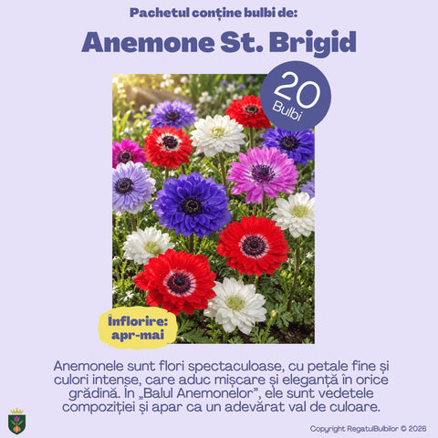 Balul Anemonelor – Pachet 80 bulbi de flori, Anemone, Zambile, Muscari, Brândușe și Allium