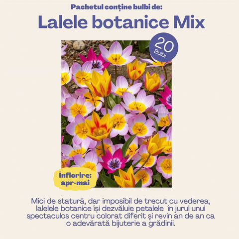 Vestitorii Primăverii – Pachet 60 bulbi de flori, Lalele, Muscari și Brândușe