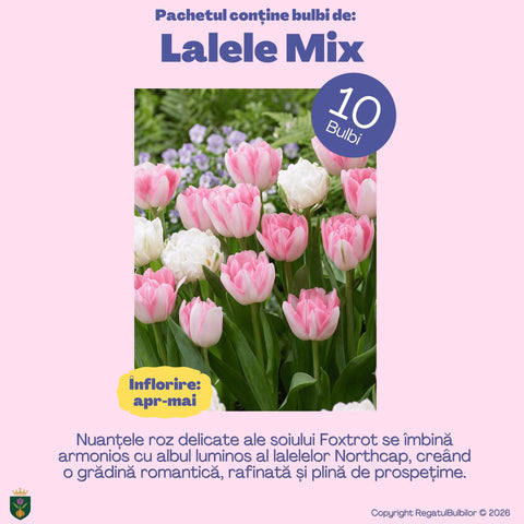 Bucuria Reginei – Pachet 100 bulbi de flori, Lalele Bătute, Zambile, Muscari, Brândușe și Allium
