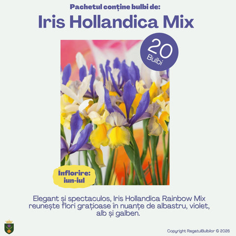 Irisul Reginei – Pachet 60 bulbi de flori, Iris, Muscari și Brândușe