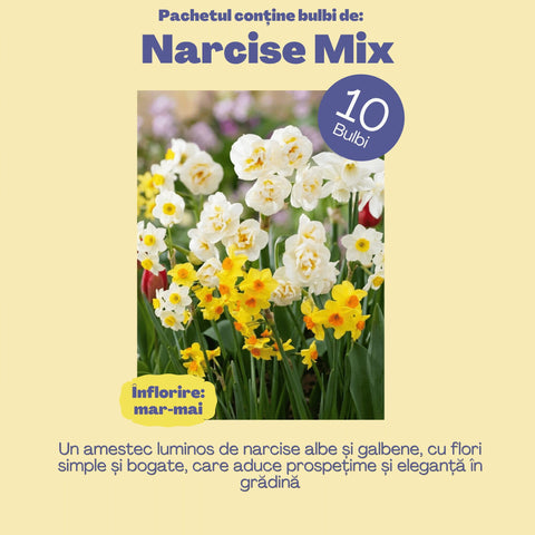 Comoara Primăverii – Pachet 70 bulbi de flori, Narcise, Zambile, Muscari, Brândușe și Allium