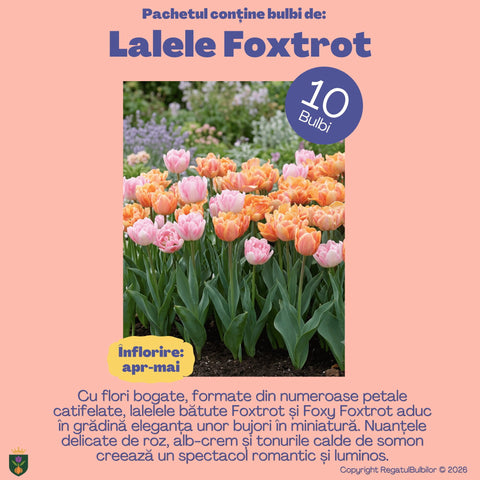Dansul Coroanei – Pachet 100 bulbi de flori, Lalele Bătute, Zambile, Muscari, Brândușe și Allium