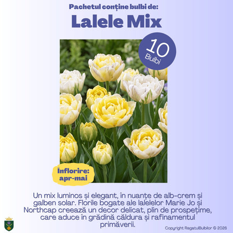 Grădina Regelui – Pachet 100 bulbi de flori, Lalele Bătute, Zambile, Muscari, Brândușe și Allium