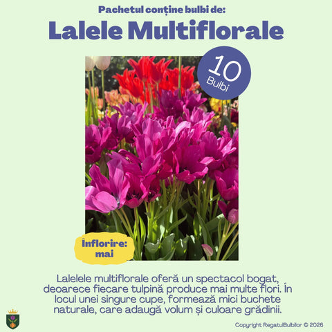 Sărbătoarea Regatului – Pachet 100 bulbi de flori, Lalele, Zambile, Muscari, Brândușe și Allium