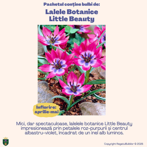 Colecția Lalele Botanice – Mix 30 bulbi de lalele, multicolor