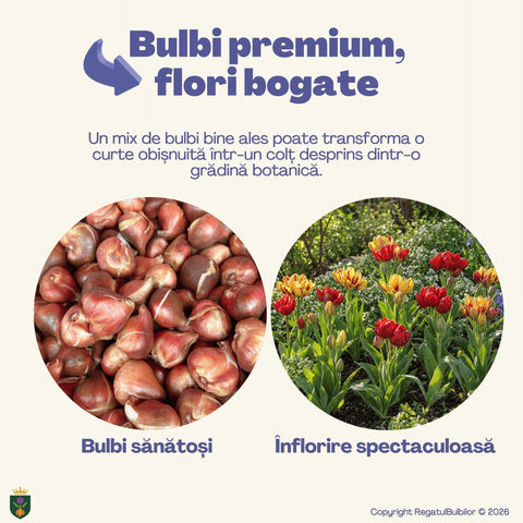 Colecția Lalele Multiflorale Razele Soarelui – Mix 20 bulbi de lalele, roșu și galben