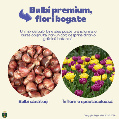 Colecția Lalele Royal – Mix 20 bulbi de lalele bătute, purpuriu și galben