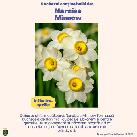 Colecția Narcise Ziua Reginei – Mix 20 bulbi de narcise parfumate, alb, galben și portocaliu