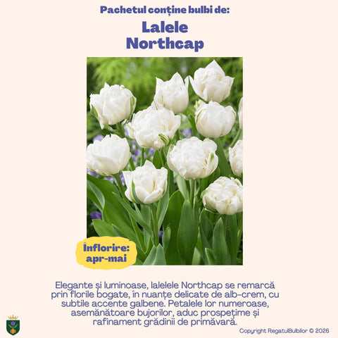 Colecția Lalele Elegance – 20 bulbi lalele bătute | Regatul Bulbilor