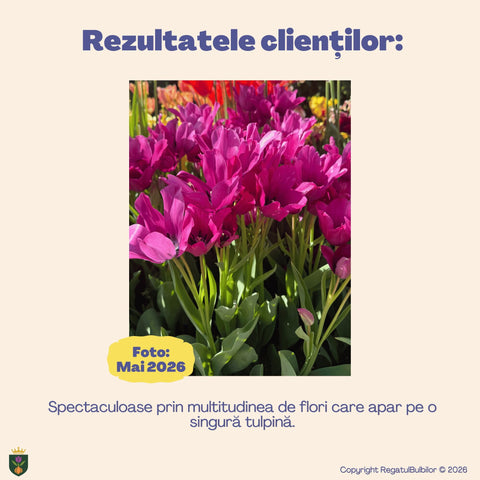 Colecția Lalele Multiflorale Pink Blossom – 10 bulbi de lalele Night Club, purpuriu