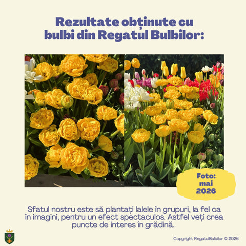 Colecția Lalele Royal – Mix 20 bulbi de lalele bătute, purpuriu și galben