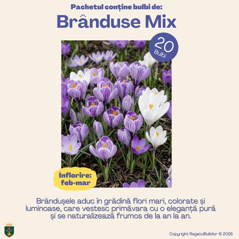 Vestitorii Primăverii – Pachet 60 bulbi de flori, Lalele, Muscari și Brândușe