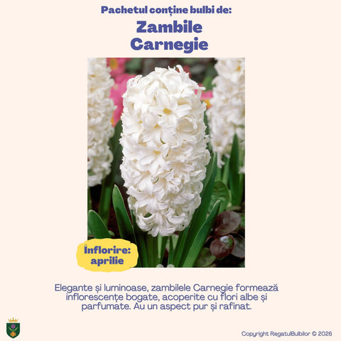 Colecția Zambile Parfum Floral – Mix 10 bulbi de zambile parfumate, multicolor