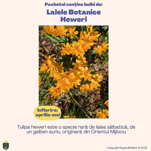 Colecția Lalele Botanice – Mix 30 bulbi de lalele, multicolor