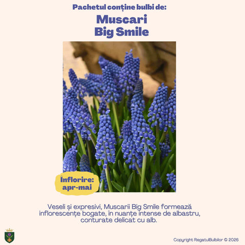 Colecția Muscari Azur – Mix 30 bulbi de Muscari, albastru, alb și violet