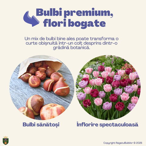 Colecția Lalele Pastel – 20 bulbi lalele bătute | Regatul Bulbilor