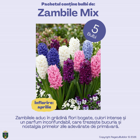 Balul Anemonelor – Pachet 80 bulbi de flori, Anemone, Zambile, Muscari, Brândușe și Allium