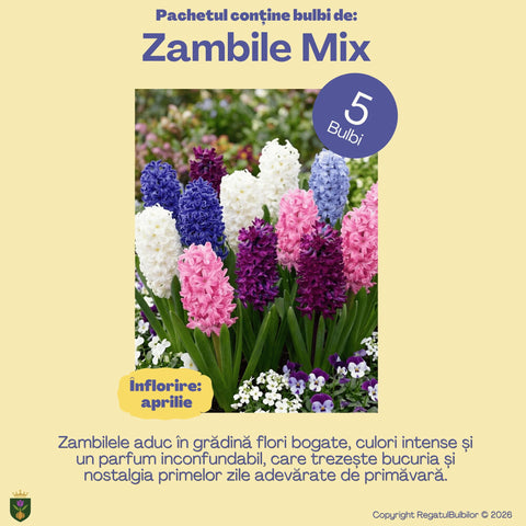 Comoara Primăverii – Pachet 70 bulbi de flori, Narcise, Zambile, Muscari, Brândușe și Allium