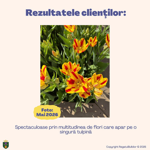 Colecția Lalele Multiflorale Razele Soarelui – Mix 20 bulbi de lalele, roșu și galben