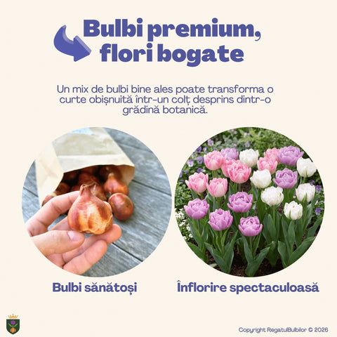 Colecția Lalele Elegance – 20 bulbi lalele bătute | Regatul Bulbilor