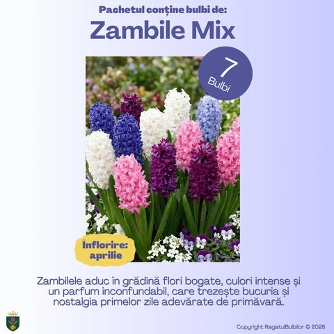 Grădina Regelui – Pachet 100 bulbi de flori, Lalele Bătute, Zambile, Muscari, Brândușe și Allium
