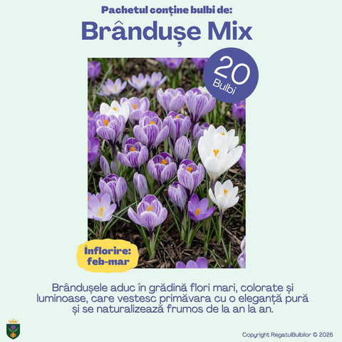 Irisul Reginei – Pachet 60 bulbi de flori, Iris, Muscari și Brândușe