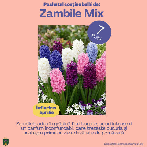 Dansul Coroanei – Pachet 100 bulbi de flori, Lalele Bătute, Zambile, Muscari, Brândușe și Allium