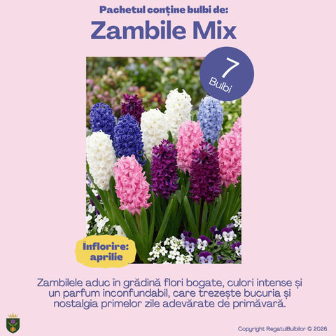 Bucuria Reginei – Pachet 100 bulbi de flori, Lalele Bătute, Zambile, Muscari, Brândușe și Allium