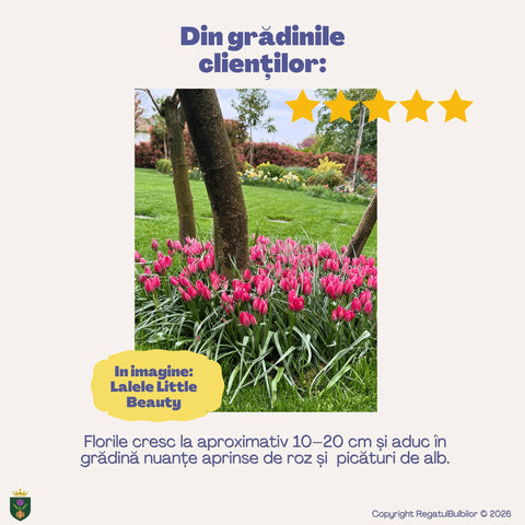 Colecția Lalele Botanice – Mix 30 bulbi de lalele, multicolor