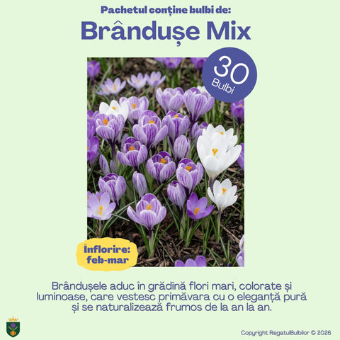 Sărbătoarea Regatului – Pachet 100 bulbi de flori, Lalele, Zambile, Muscari, Brândușe și Allium