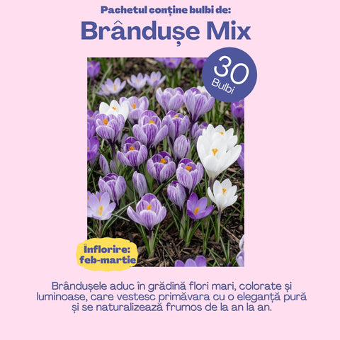 Bucuria Reginei – Pachet 100 bulbi de flori, Lalele Bătute, Zambile, Muscari, Brândușe și Allium