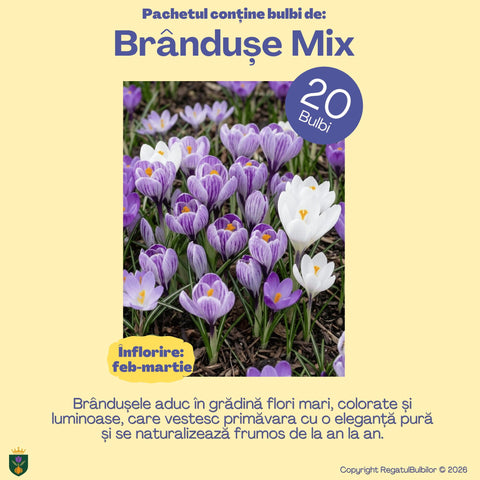 Comoara Primăverii – Pachet 70 bulbi de flori, Narcise, Zambile, Muscari, Brândușe și Allium