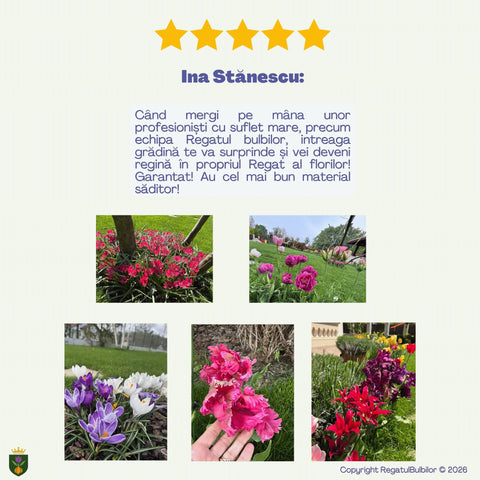 Colecția Lalele Multiflorale Razele Soarelui – Mix 20 bulbi de lalele, roșu și galben