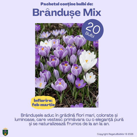 Balul Anemonelor – Pachet 80 bulbi de flori, Anemone, Zambile, Muscari, Brândușe și Allium