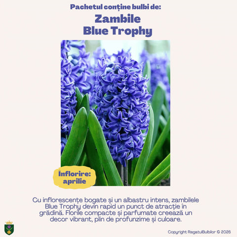 Colecția Zambile Parfum Floral – Mix 10 bulbi de zambile parfumate, multicolor
