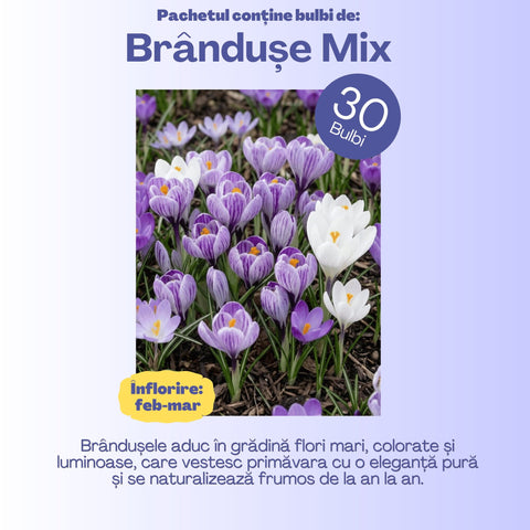 Grădina Regelui – Pachet 100 bulbi de flori, Lalele Bătute, Zambile, Muscari, Brândușe și Allium