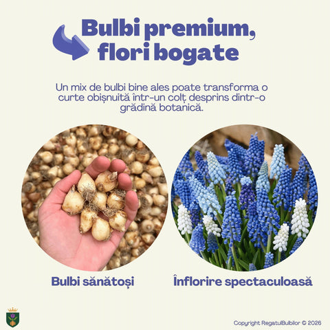 Colecția Muscari Azur – Mix 30 bulbi de Muscari, albastru, alb și violet