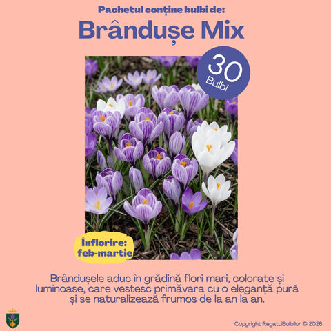 Dansul Coroanei – Pachet 100 bulbi de flori, Lalele Bătute, Zambile, Muscari, Brândușe și Allium