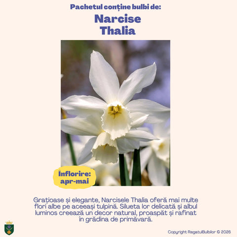 Colecția Narcise Ziua Reginei – Mix 20 bulbi de narcise parfumate, alb, galben și portocaliu