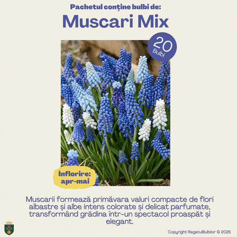 Vestitorii Primăverii – Pachet 60 bulbi de flori, Lalele, Muscari și Brândușe