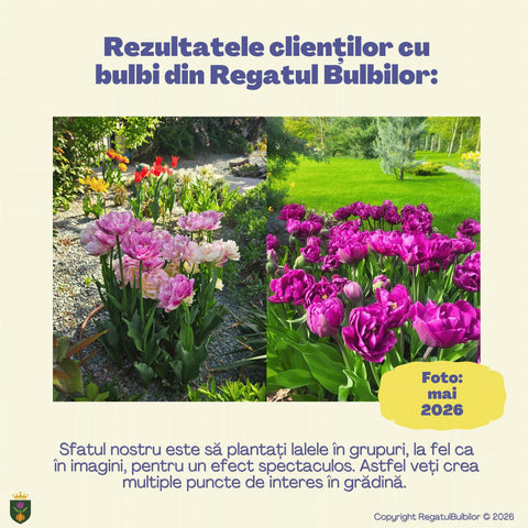 Colecția Lalele Pastel – 20 bulbi lalele bătute | Regatul Bulbilor