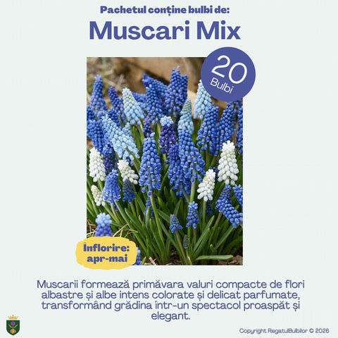 Irisul Reginei – Pachet 60 bulbi de flori, Iris, Muscari și Brândușe