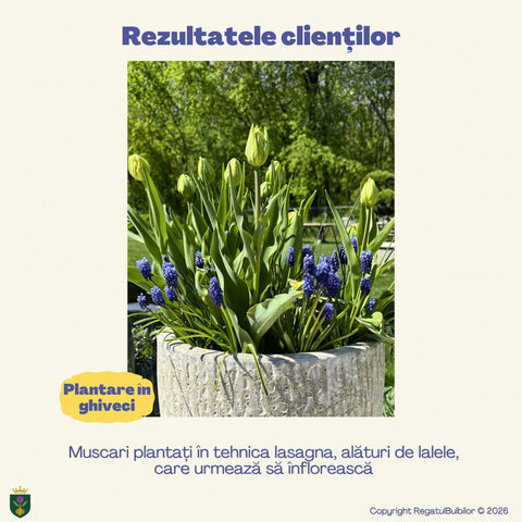 Colecția Muscari Azur – Mix 30 bulbi de Muscari, albastru, alb și violet