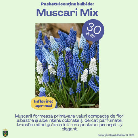 Sărbătoarea Regatului – Pachet 100 bulbi de flori, Lalele, Zambile, Muscari, Brândușe și Allium