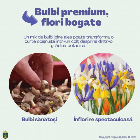 Irisul Reginei – Pachet 60 bulbi de flori, Iris, Muscari și Brândușe