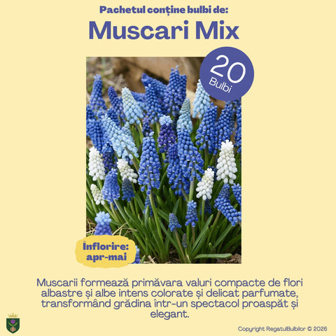 Comoara Primăverii – Pachet 70 bulbi de flori, Narcise, Zambile, Muscari, Brândușe și Allium
